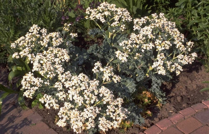 Zeekool - Crambe maritima