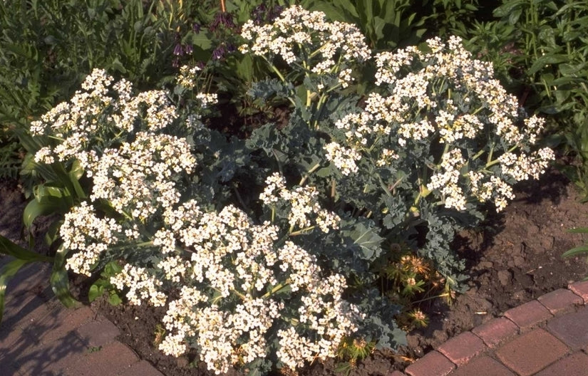 Zeekool - Crambe maritima