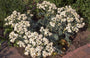 Zeekool - Crambe maritima