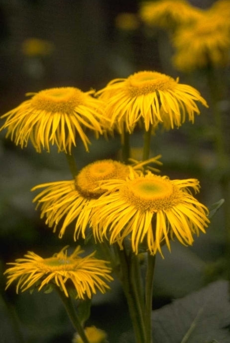 Inula helenium