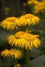 Inula helenium