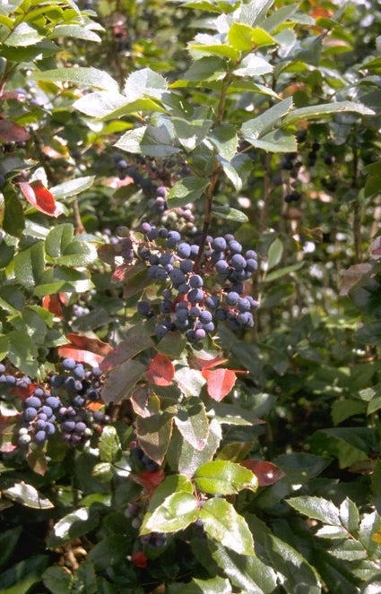 Mahonia aquifolium