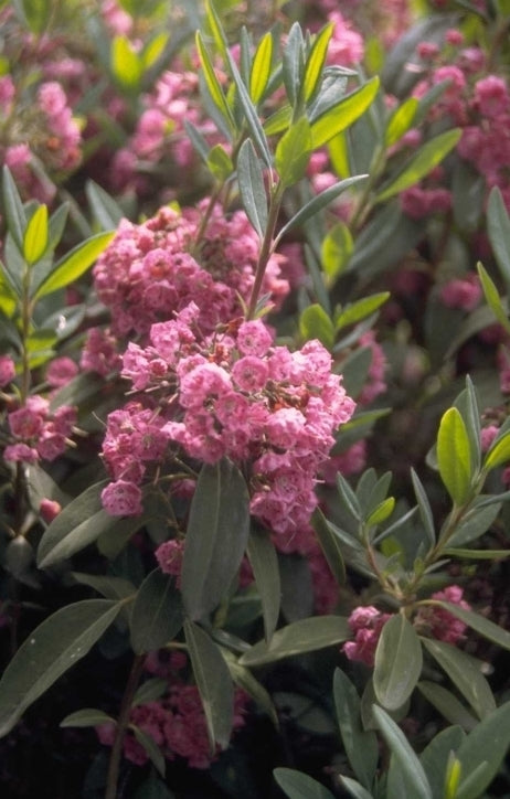 Kalmia angustifolia