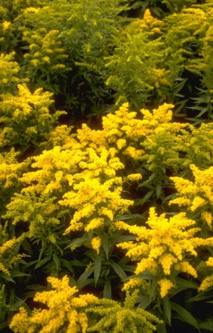 Guldenroede - Solidago 'Goldkind'