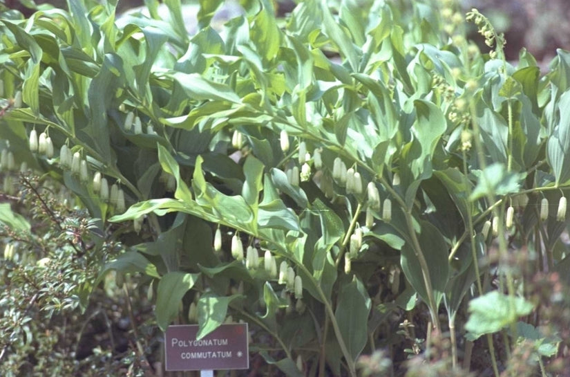 Polygonatum biflorum