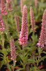 Aar ereprijs - Veronica spicata 'Heidekind'