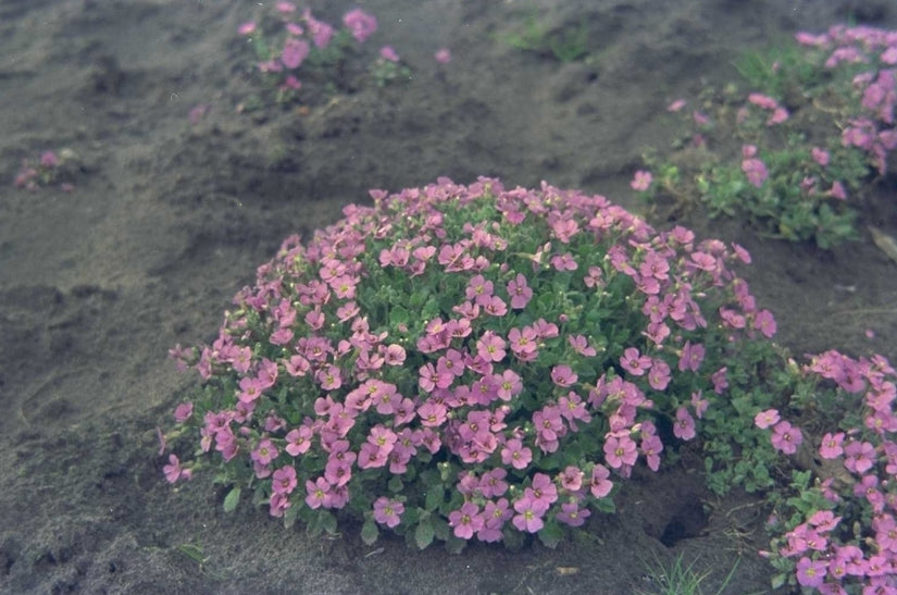 Aubrieta 'Tauricola'
