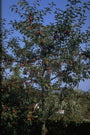 Sierappel - Malus 'Red Sentinel'