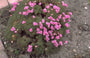 Armeria juniperifolia 'Bevan's Variety'