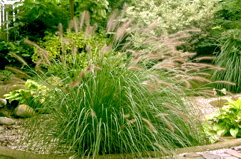 Lampenpoetsergras - Pennisetum alopecuroides borderplant siergras