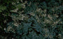 Gebroken hartje - Dicentra 'Langtrees'