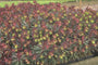 Amandelwolfsmelk - Euphorbia amygdaloides 'Purpurea'