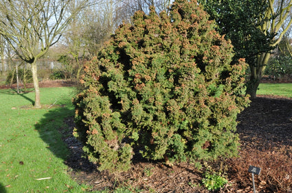 Japanse cipres - Cryptomeria japonica 'Monstrosa Nana'