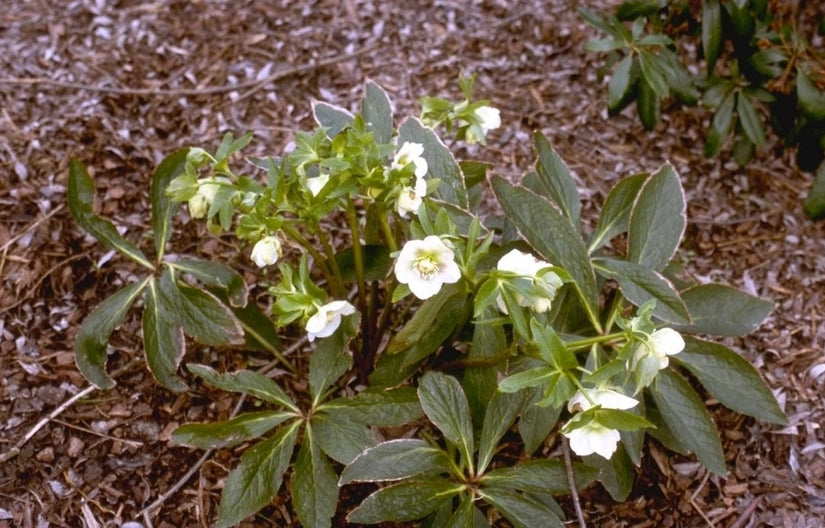 Oosters nieskruid - helleborus orientalis 'Alba'