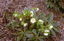 Oosters nieskruid - helleborus orientalis 'Alba'