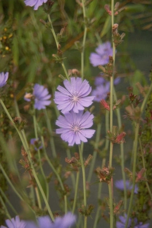 Cichorium intybus - wilde chichorei