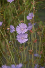 Cichorium intybus - wilde chichorei
