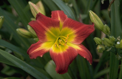 Daglelie - Hemerocallis 'Christmas Is'