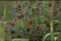 Herfstaster - Aster novae-angliae 'Rubinschatz'