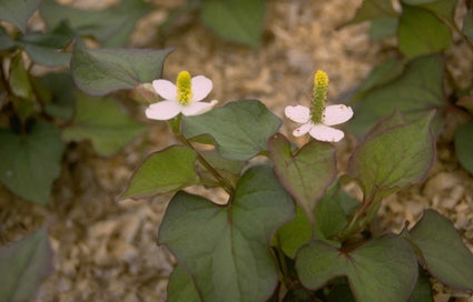 Houttuynia cordata