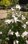 Boerenjasmijn - Philadelphus 'Belle Etoile'