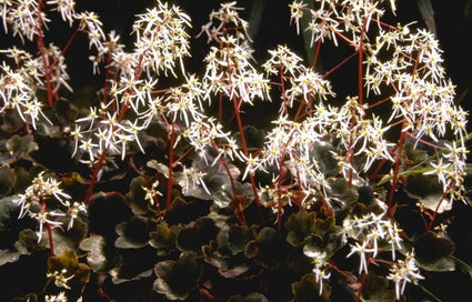 Saxifraga cortusifolia 'Rubrifolia'