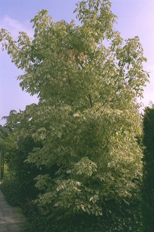 Vederesdoorn - Acer negundo 'Flamingo'