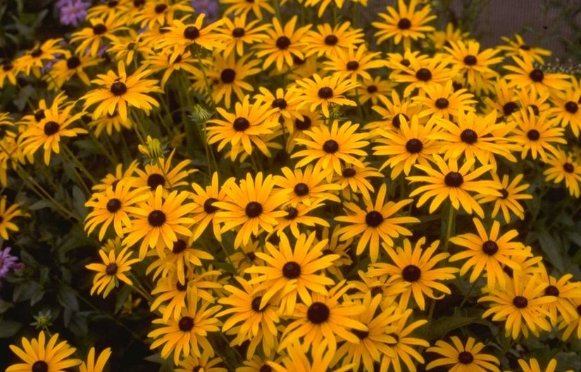 Rudbeckia - Rudbeckia fulgida var. deamii