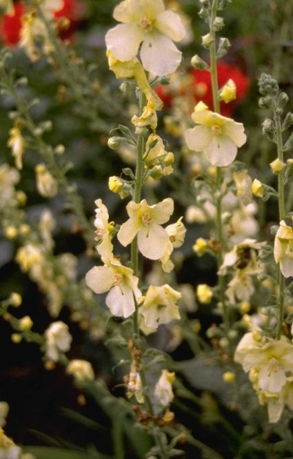 Verbascum 'Gainsborough'