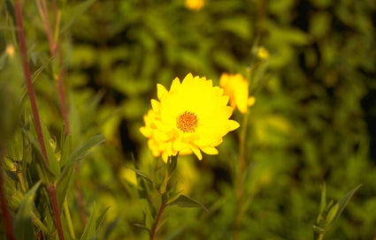 Zonnebloem - Helianthus mollis