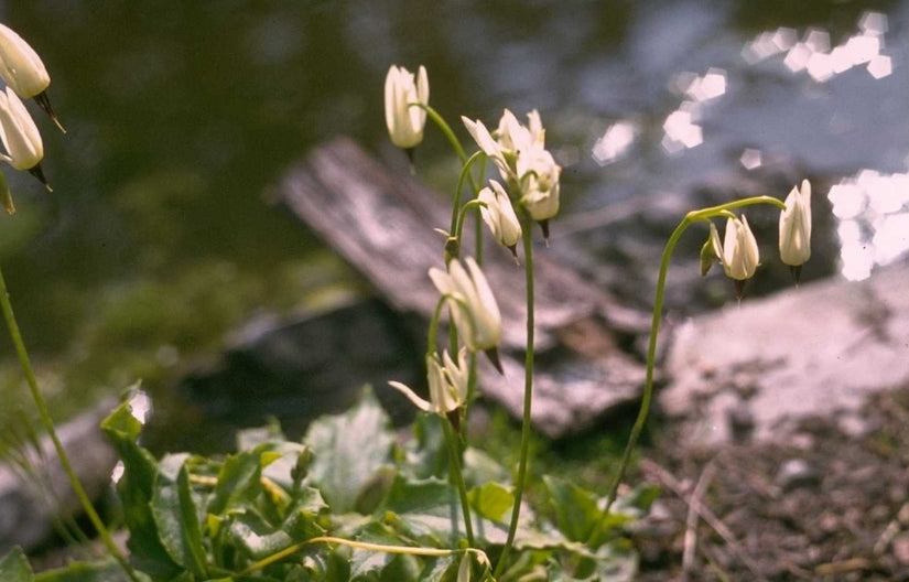 Twaalfgodenkruid - Dodecatheon meadia 'Album'