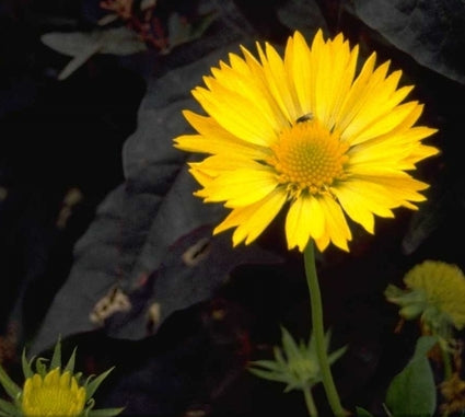 Kokardenbloem - Gaillardia 'Aurea Pura'