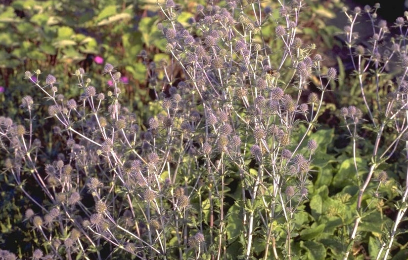 Kruisdistel - Eryngium planum