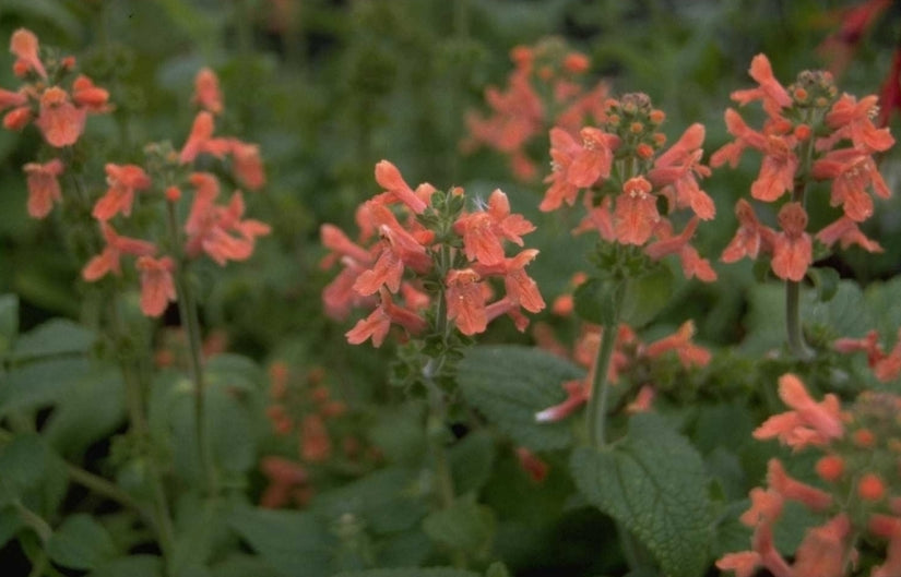 Stachys coccinea