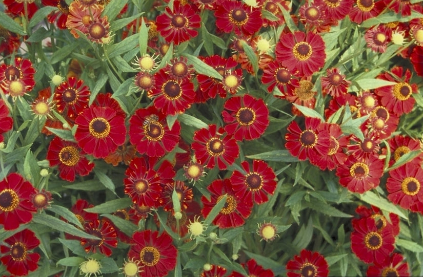 Zonnekruid - Helenium 'Rubinzwerg'