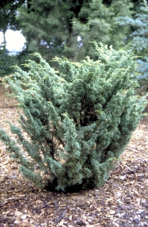 Juniperus chinensis 'Blaauw'