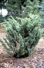 Juniperus chinensis 'Blaauw'