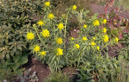 Moeraswolfsmelk - Euphorbia palustris 'Walenburg's Glorie'