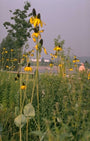 Rudbeckia - Rudbeckia maxima