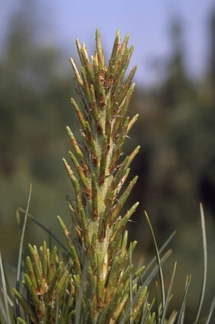 Pinus monophylla