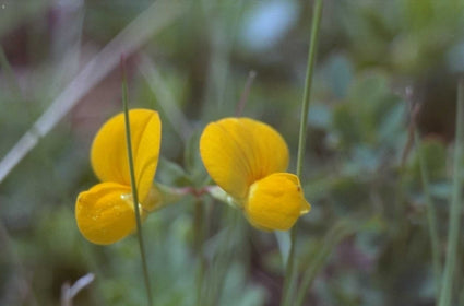 Lotus corniculatus - gele klaver