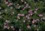 Ooievaarsbek - Geranium x oxonianum 'Southcombe Double'