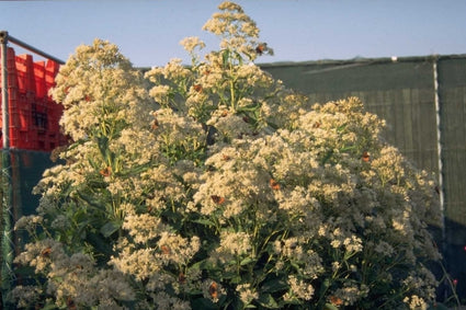 Koninginnenkruid - Eupatorium maculatum 'Album'