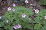 Oxalis alpina