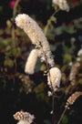 Zilverkaars - Cimicifuga simplex 'White Pearl'