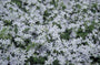 Klokjesbloem Campanula poscharskyana 'White Star' (R)