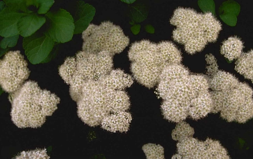 Struikspirea - Spiraea japonica 'Albiflora'