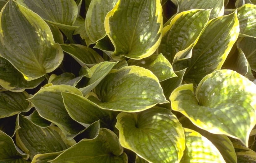 Hartlelie - Hosta 'Fortunei Aureomarginata'