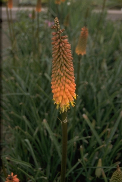 Vuurpijl Kniphofia 'R.W. Kerr'