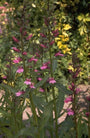 Lobelia - Lobelia x gerardii 'Rosenkavalier'